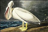 American White Pelican i by John James Audubon